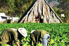 Planting Tobacco